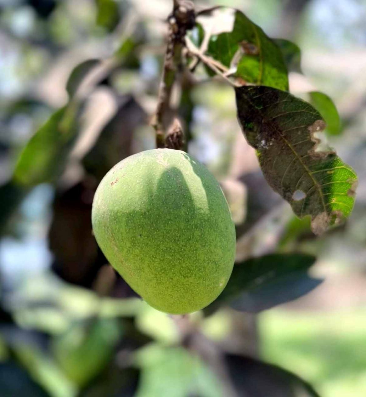 সাতক্ষীরায় আম ক্যালেন্ডার ঘোষণা