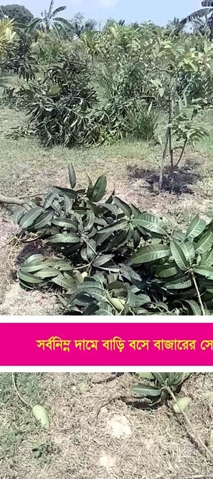 দিবা-নৈশ কলেজের অধ্যক্ষের বাগান বাড়ির চার শতাধিক গাছ কেটে ক্ষতিসাধন