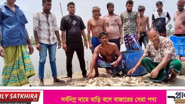 কালিগঞ্জে মৎস্য ঘেরে বিষ প্রয়োগ- ২০ লাখ টাকার ক্ষতি