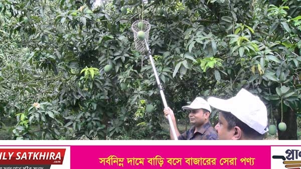 সাতক্ষীরায় আম সংগ্রহ শুরু : সিন্ডিকেটের কারণে ন্যায্য দাম না পাওয়ার শঙ্কা চাষিদের
