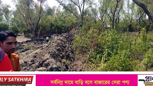 তিন শতাধিক ম্যানগ্রোভ প্রজাতির গাছ কর্তনের প্রতিবাদ করে পুত্রসহ চেয়ারম্যান চাঁদাবাজি মামলার আসামী