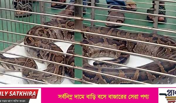 শ্যামনগরের নীলডুমুরে ঘাটে হার্ডওয়্যার দোকান থেকে বিশাল আকৃতির অজগর সাপ উদ্ধার