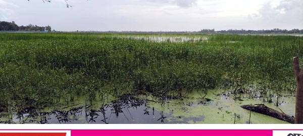 শ্যামনগরের ভেটখালী বিলে পানিতে জলাবদ্ধতা : কৃষকের মাথায় হাত