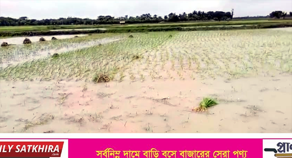 কয়রায় ক্রয়কৃত জমির ধান নষ্ট ও প্রাণনাশের হুমকির অভিযোগ
