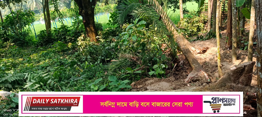 সাতক্ষীরা সদরের বড়খামার কেন্দ্রীয় জামে মসজিদের জমির গাছ কাটার অভিযোগ